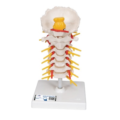 3B Scientific Cervical Spine Model
